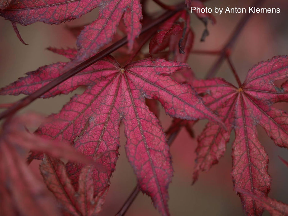 '- Acer palmatum 'Amagi shigure' Japanese Maple - Mr Maple │ Buy Japanese Maple Trees