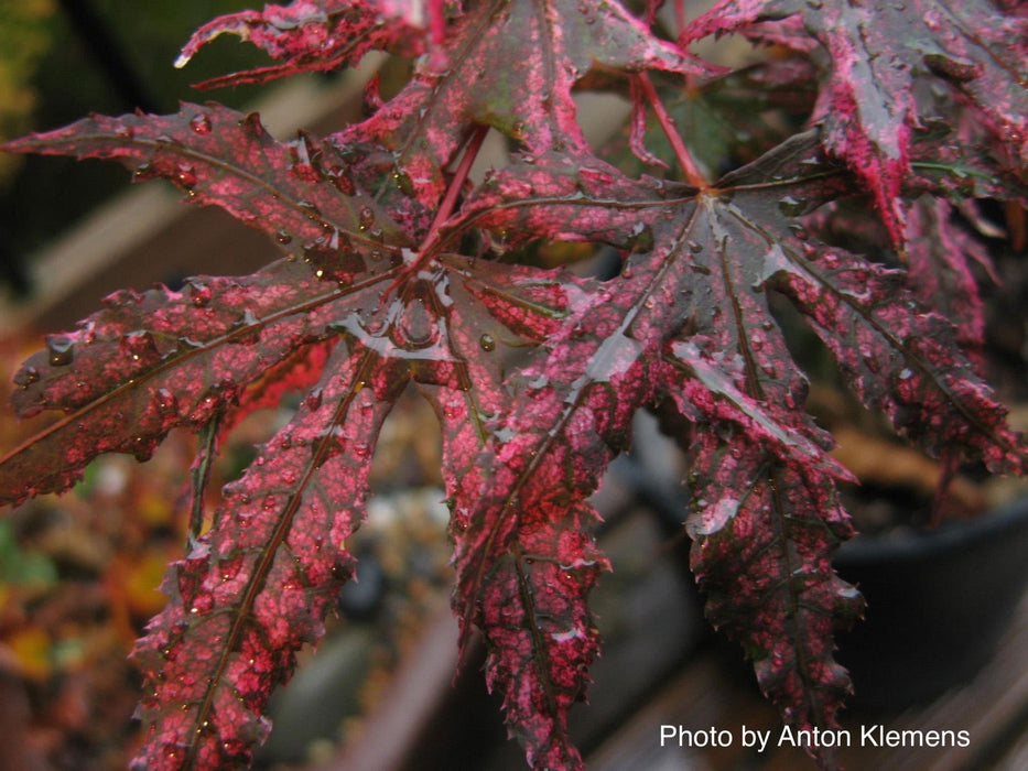 '- Acer palmatum 'Amagi shigure' Japanese Maple - Mr Maple │ Buy Japanese Maple Trees