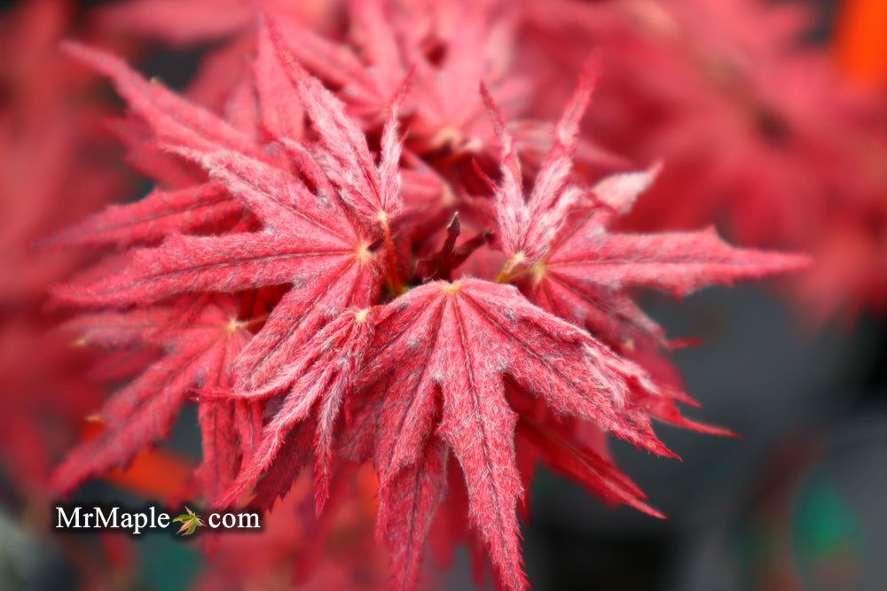 '- Acer palmatum 'Amagi shigure' Japanese Maple - Mr Maple │ Buy Japanese Maple Trees