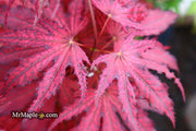 - Acer palmatum 'Amagi shigure' Japanese Maple - Mr Maple │ Buy Japanese Maple Trees