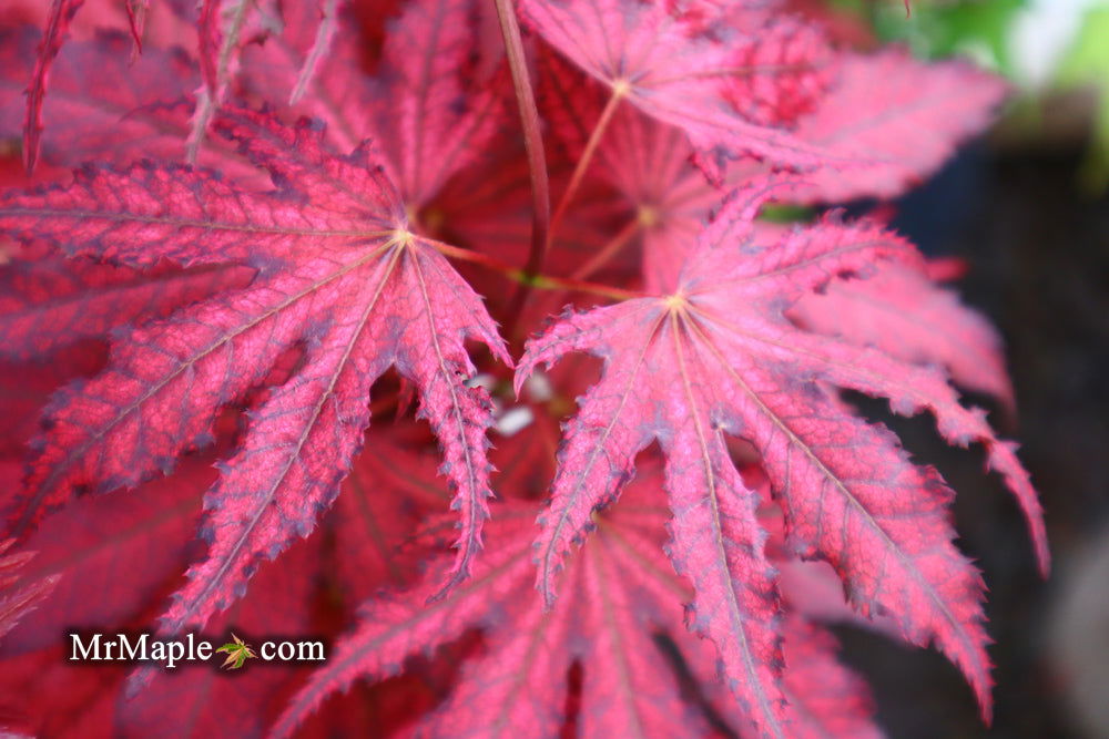 '- Acer palmatum 'Amagi shigure' Japanese Maple - Mr Maple │ Buy Japanese Maple Trees