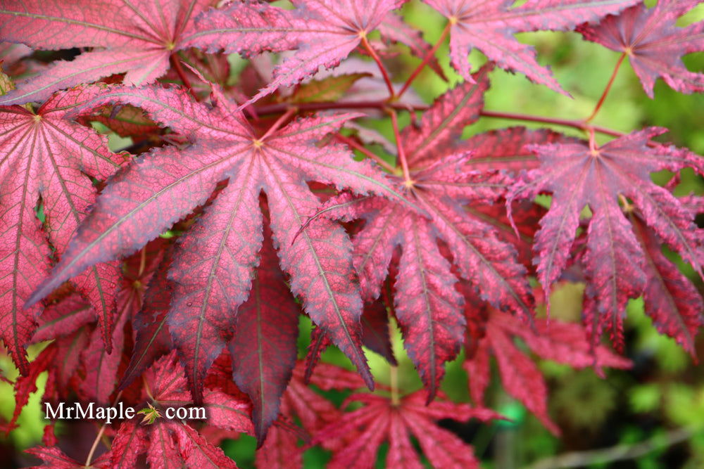 '- Acer palmatum 'Amagi shigure' Japanese Maple - Mr Maple │ Buy Japanese Maple Trees