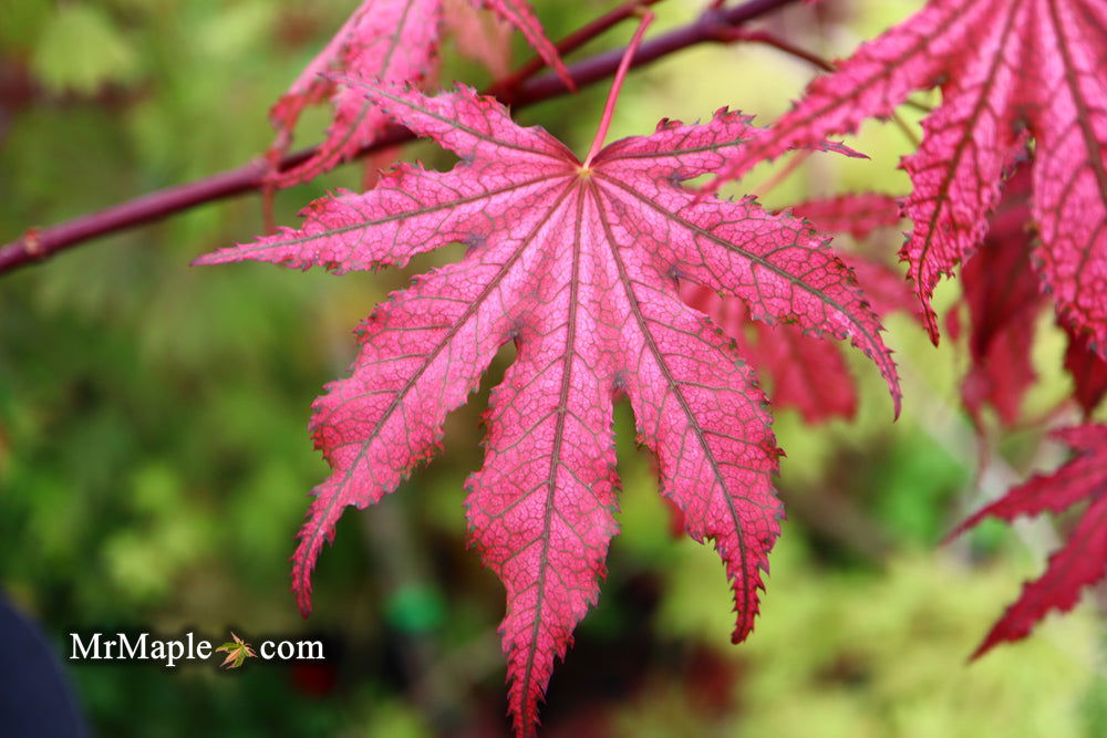 '- Acer palmatum 'Amagi shigure' Japanese Maple - Mr Maple │ Buy Japanese Maple Trees