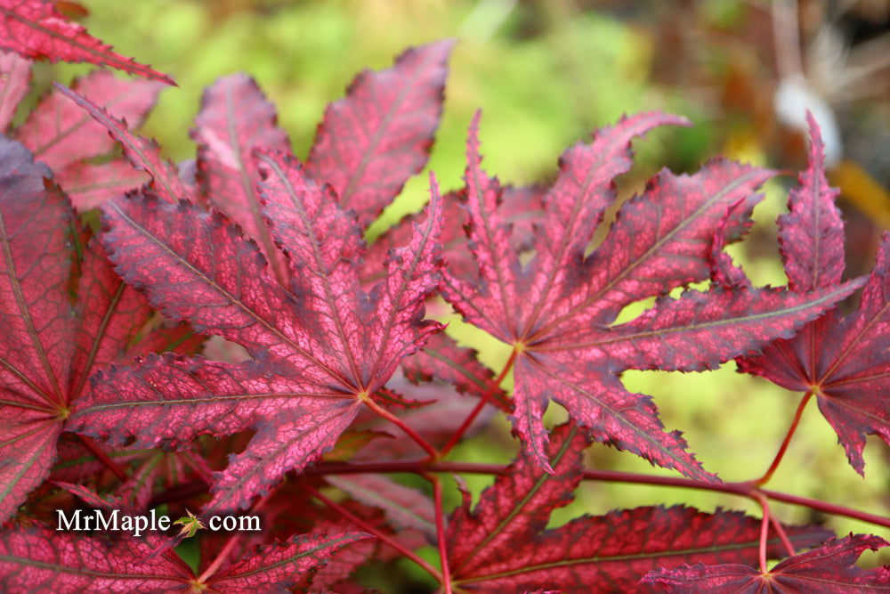 '- Acer palmatum 'Amagi shigure' Japanese Maple - Mr Maple │ Buy Japanese Maple Trees