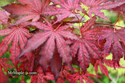 - Acer palmatum 'Amagi shigure' Japanese Maple - Mr Maple │ Buy Japanese Maple Trees
