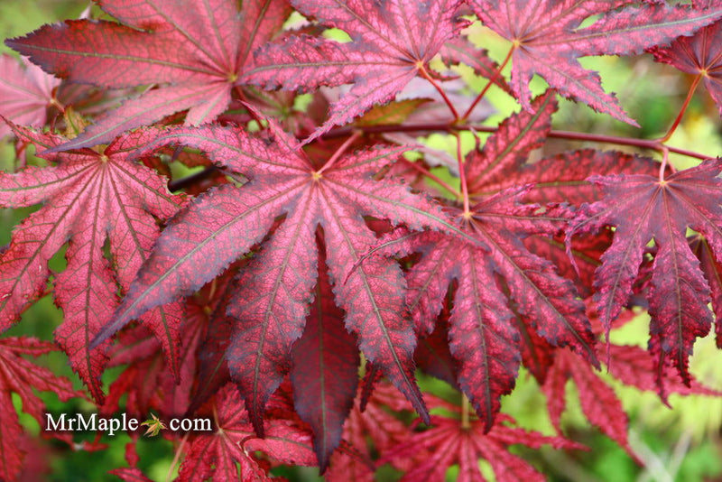 - Acer palmatum 'Amagi shigure' Japanese Maple - Mr Maple │ Buy Japanese Maple Trees