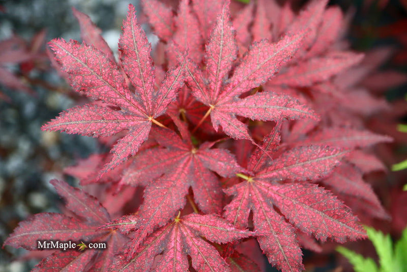 - Acer palmatum 'Amagi shigure' Japanese Maple - Mr Maple │ Buy Japanese Maple Trees