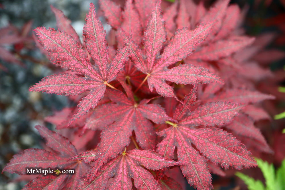 '- Acer palmatum 'Amagi shigure' Japanese Maple - Mr Maple │ Buy Japanese Maple Trees