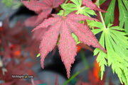 - Acer palmatum 'Amagi shigure' Japanese Maple - Mr Maple │ Buy Japanese Maple Trees