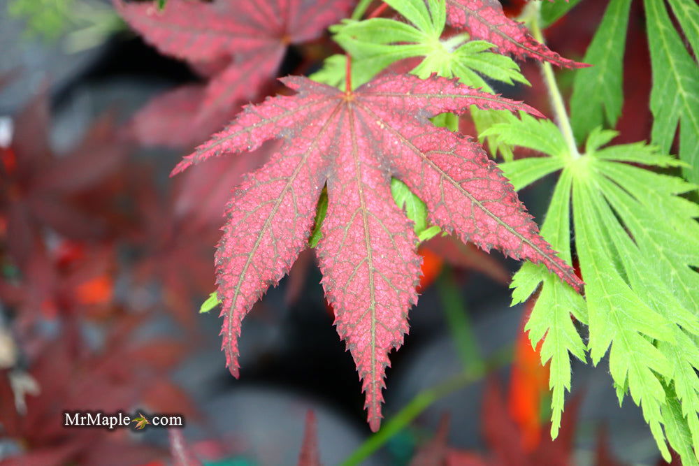 '- Acer palmatum 'Amagi shigure' Japanese Maple - Mr Maple │ Buy Japanese Maple Trees