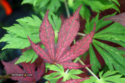 - Acer palmatum 'Amagi shigure' Japanese Maple - Mr Maple │ Buy Japanese Maple Trees