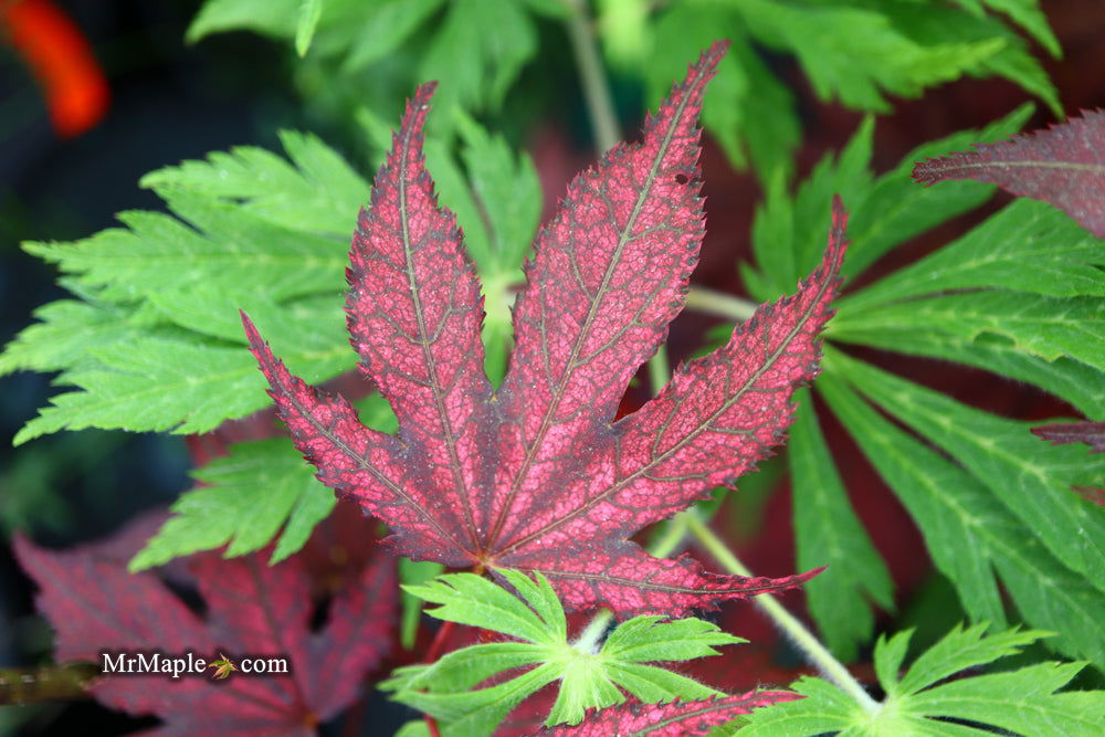 '- Acer palmatum 'Amagi shigure' Japanese Maple - Mr Maple │ Buy Japanese Maple Trees