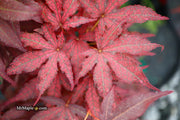 - Acer palmatum 'Amagi shigure' Japanese Maple - Mr Maple │ Buy Japanese Maple Trees