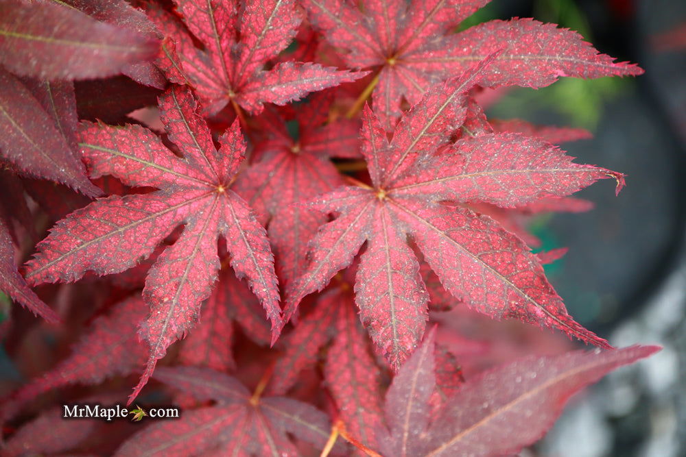 '- Acer palmatum 'Amagi shigure' Japanese Maple - Mr Maple │ Buy Japanese Maple Trees