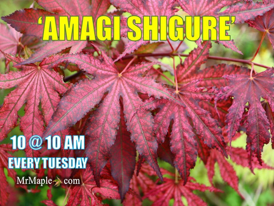 '- Acer palmatum 'Amagi shigure' Japanese Maple - Mr Maple │ Buy Japanese Maple Trees