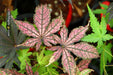 '- Acer palmatum 'Amagi shigure' Japanese Maple - Mr Maple │ Buy Japanese Maple Trees