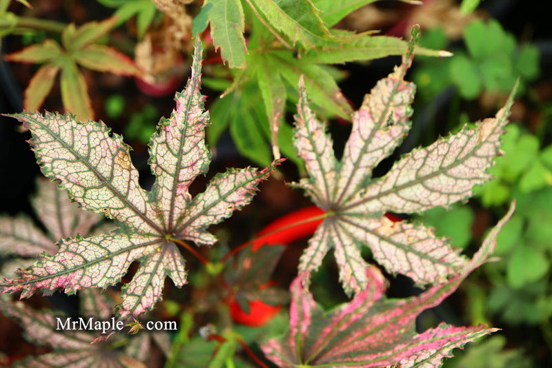 - Acer palmatum 'Amagi shigure' Japanese Maple - Mr Maple │ Buy Japanese Maple Trees