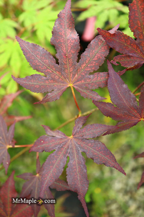 '- Acer palmatum 'Amagi shigure' Japanese Maple - Mr Maple │ Buy Japanese Maple Trees