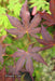 '- Acer palmatum 'Amagi shigure' Japanese Maple - Mr Maple │ Buy Japanese Maple Trees