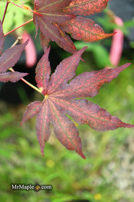 '- Acer palmatum 'Amagi shigure' Japanese Maple - Mr Maple │ Buy Japanese Maple Trees