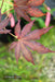 '- Acer palmatum 'Amagi shigure' Japanese Maple - Mr Maple │ Buy Japanese Maple Trees