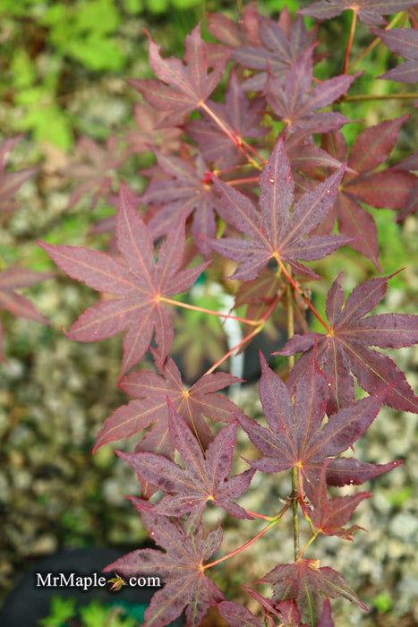 '- Acer palmatum 'Amagi shigure' Japanese Maple - Mr Maple │ Buy Japanese Maple Trees