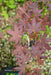 '- Acer palmatum 'Amagi shigure' Japanese Maple - Mr Maple │ Buy Japanese Maple Trees