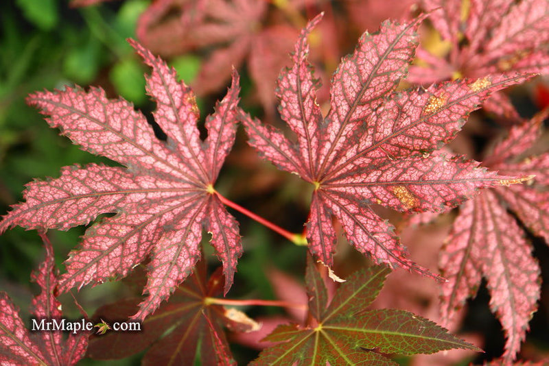 - Acer palmatum 'Amagi shigure' Japanese Maple - Mr Maple │ Buy Japanese Maple Trees