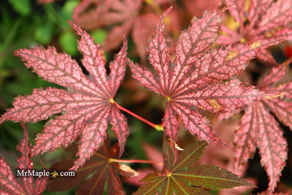 '- Acer palmatum 'Amagi shigure' Japanese Maple - Mr Maple │ Buy Japanese Maple Trees