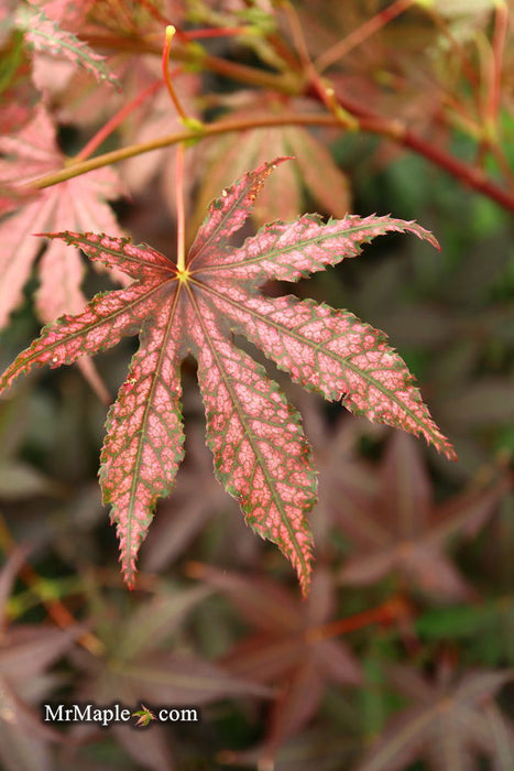 '- Acer palmatum 'Amagi shigure' Japanese Maple - Mr Maple │ Buy Japanese Maple Trees