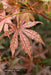 '- Acer palmatum 'Amagi shigure' Japanese Maple - Mr Maple │ Buy Japanese Maple Trees