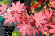 - Acer palmatum 'Amagi shigure' Japanese Maple - Mr Maple │ Buy Japanese Maple Trees