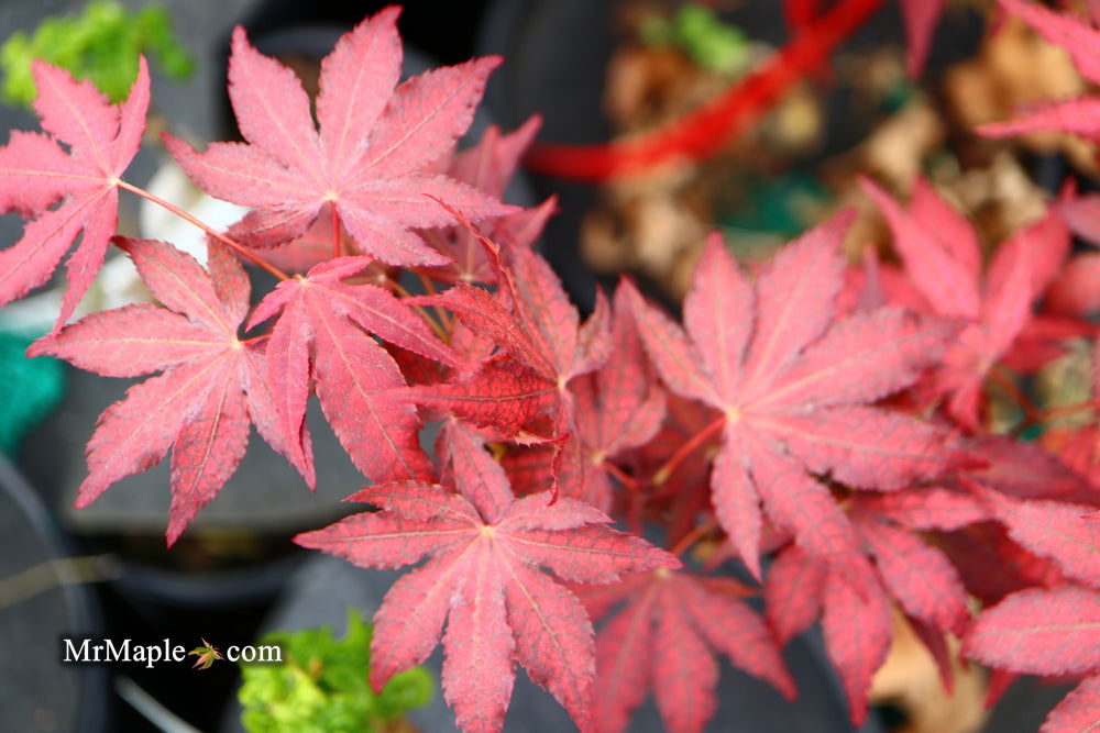 '- Acer palmatum 'Amagi shigure' Japanese Maple - Mr Maple │ Buy Japanese Maple Trees