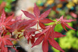 '- Acer palmatum 'Amagi shigure' Japanese Maple - Mr Maple │ Buy Japanese Maple Trees