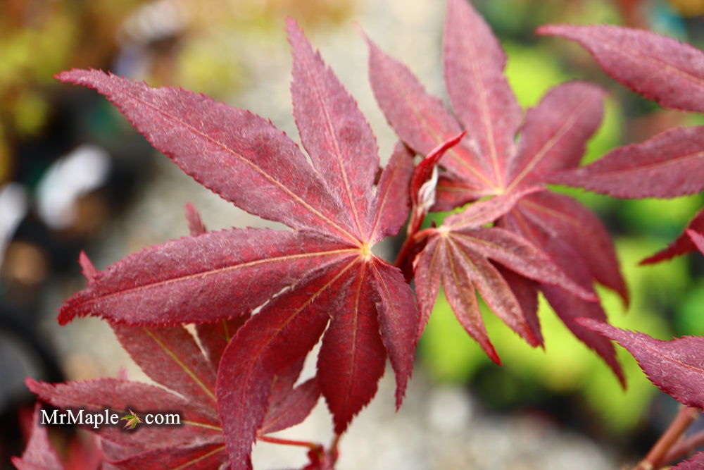 '- Acer palmatum 'Amagi shigure' Japanese Maple - Mr Maple │ Buy Japanese Maple Trees