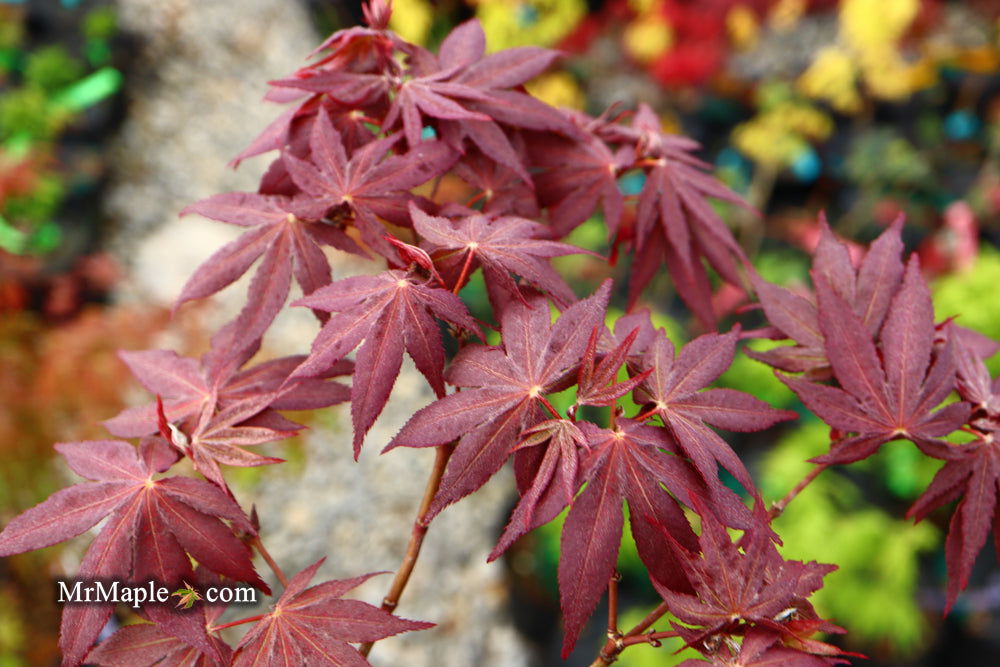 '- Acer palmatum 'Amagi shigure' Japanese Maple - Mr Maple │ Buy Japanese Maple Trees