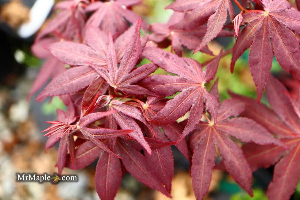 '- Acer palmatum 'Amagi shigure' Japanese Maple - Mr Maple │ Buy Japanese Maple Trees