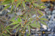 - Acer palmatum 'Amazing Fantasy #15' Japanese Maple - Mr Maple │ Buy Japanese Maple Trees