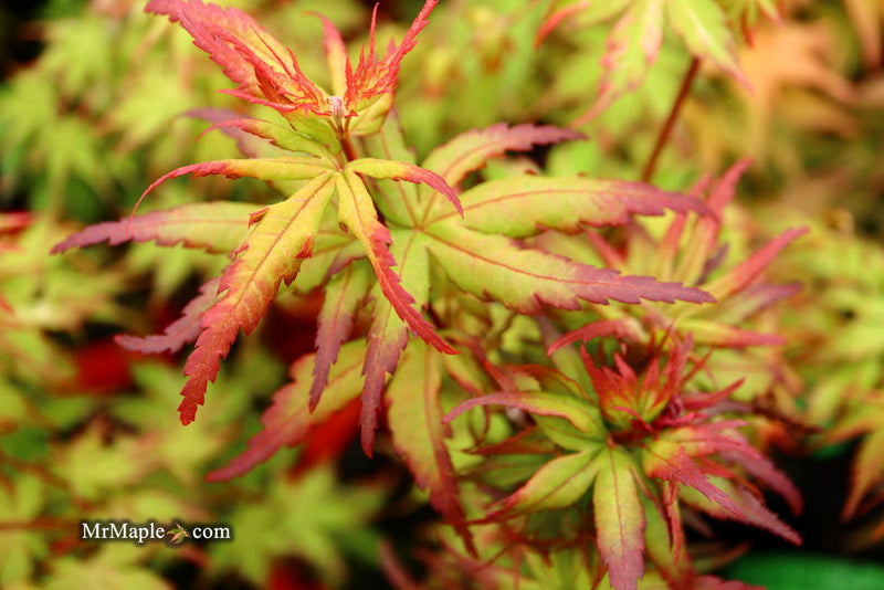 - Acer palmatum 'Angel the Prince' Japanese Maple - Mr Maple │ Buy Japanese Maple Trees