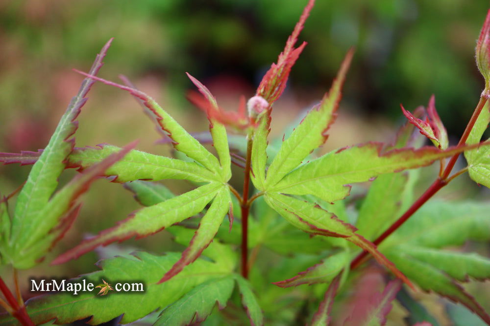 Buy Acer palmatum 'Angel the Prince' Japanese Maple — Mr Maple