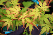 - Acer palmatum 'Angel the Prince' Japanese Maple - Mr Maple │ Buy Japanese Maple Trees