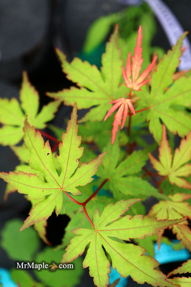 - Acer palmatum 'Angel the Prince' Japanese Maple - Mr Maple │ Buy Japanese Maple Trees