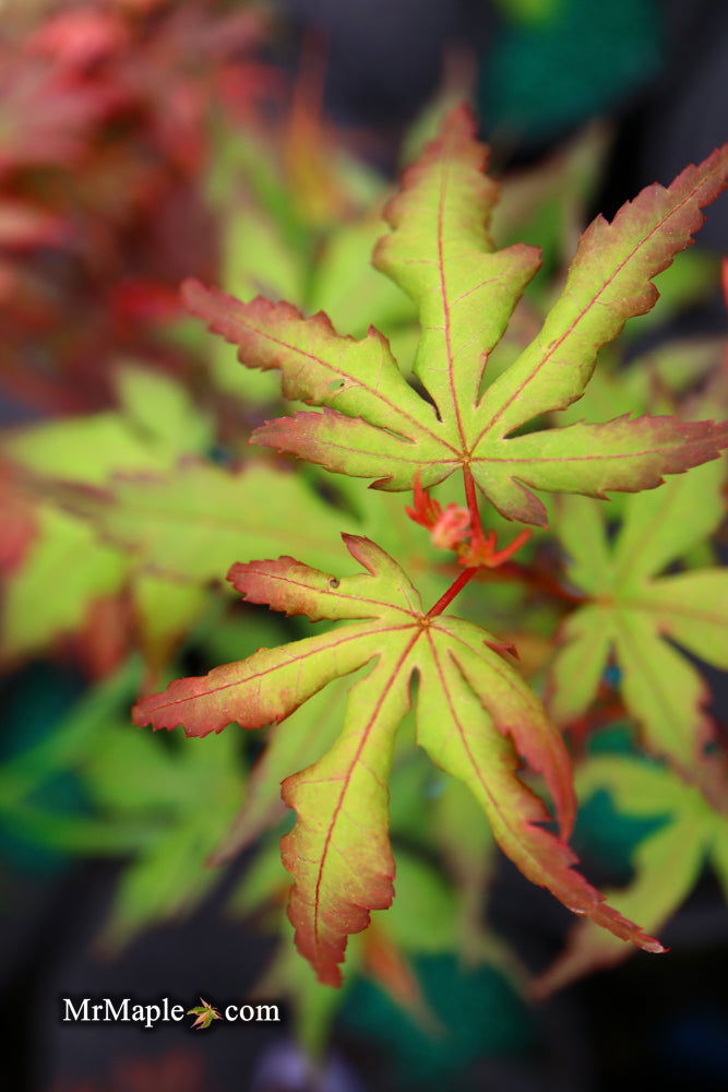 - Acer palmatum 'Angel the Prince' Japanese Maple - Mr Maple │ Buy Japanese Maple Trees