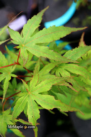 - Acer palmatum 'Angel the Prince' Japanese Maple - Mr Maple │ Buy Japanese Maple Trees