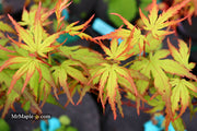 - Acer palmatum 'Angel the Prince' Japanese Maple - Mr Maple │ Buy Japanese Maple Trees