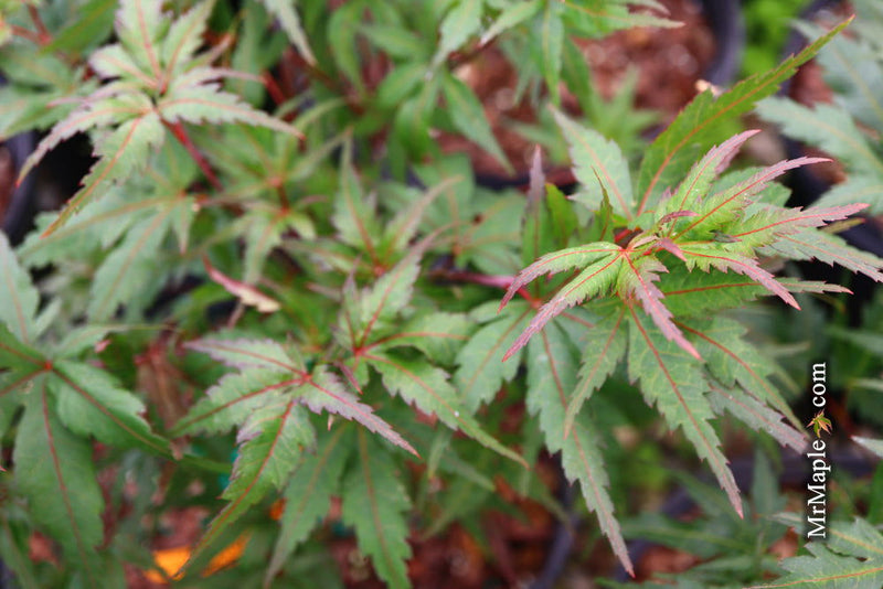 - Acer palmatum 'Angel the Prince' Japanese Maple - Mr Maple │ Buy Japanese Maple Trees