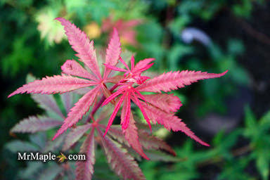- Acer palmatum 'Anna's Broom' Dwarf Red Japanese Maple Tree - Mr Maple │ Buy Japanese Maple Trees