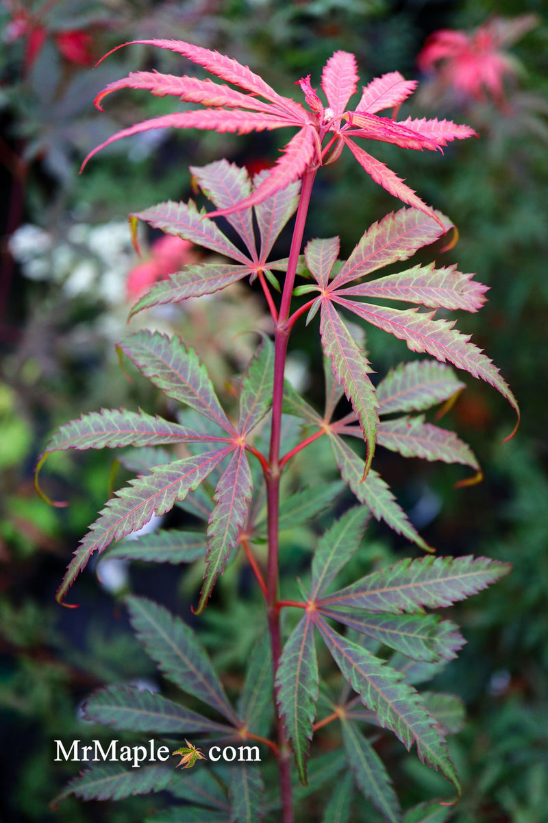 - Acer palmatum 'Anna's Broom' Dwarf Red Japanese Maple Tree - Mr Maple │ Buy Japanese Maple Trees