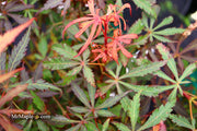 - Acer palmatum 'Anna's Broom' Dwarf Red Japanese Maple Tree - Mr Maple │ Buy Japanese Maple Trees