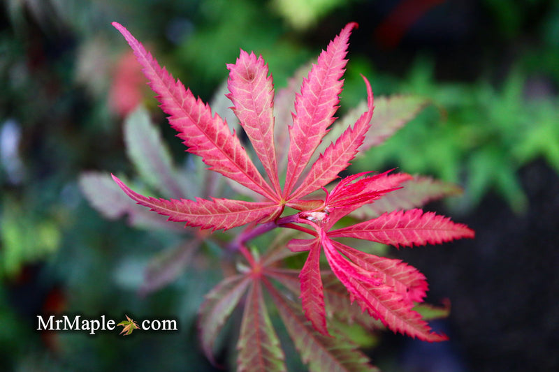 - Acer palmatum 'Anna's Broom' Dwarf Red Japanese Maple Tree - Mr Maple │ Buy Japanese Maple Trees